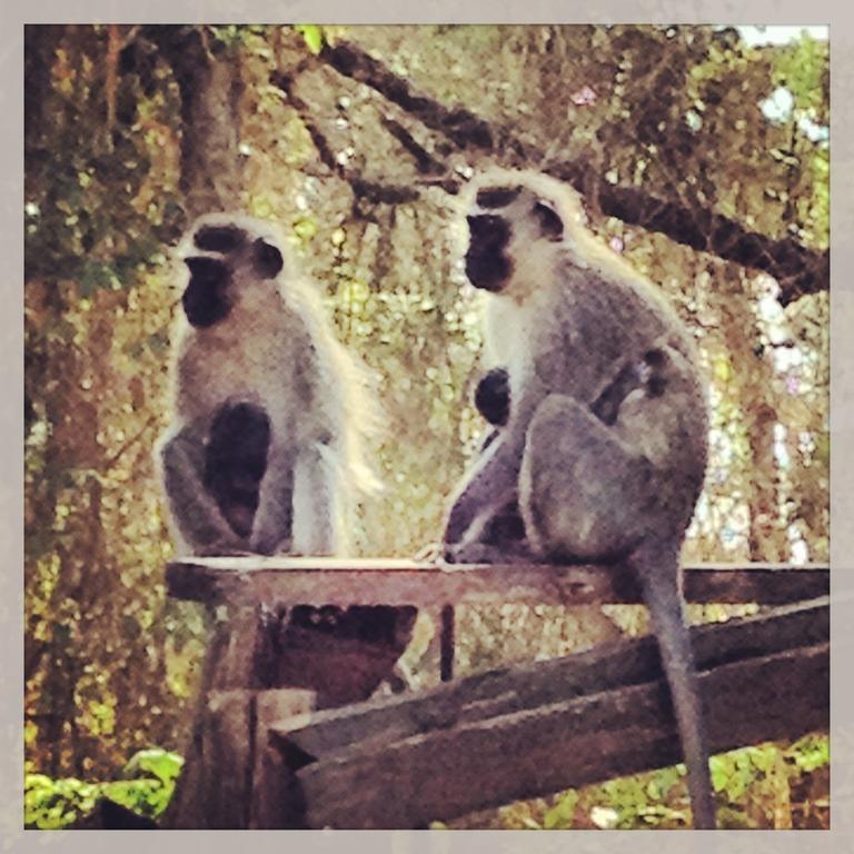 Jungle Monkey Backpackers Hostel Port Saint John's Luaran gambar